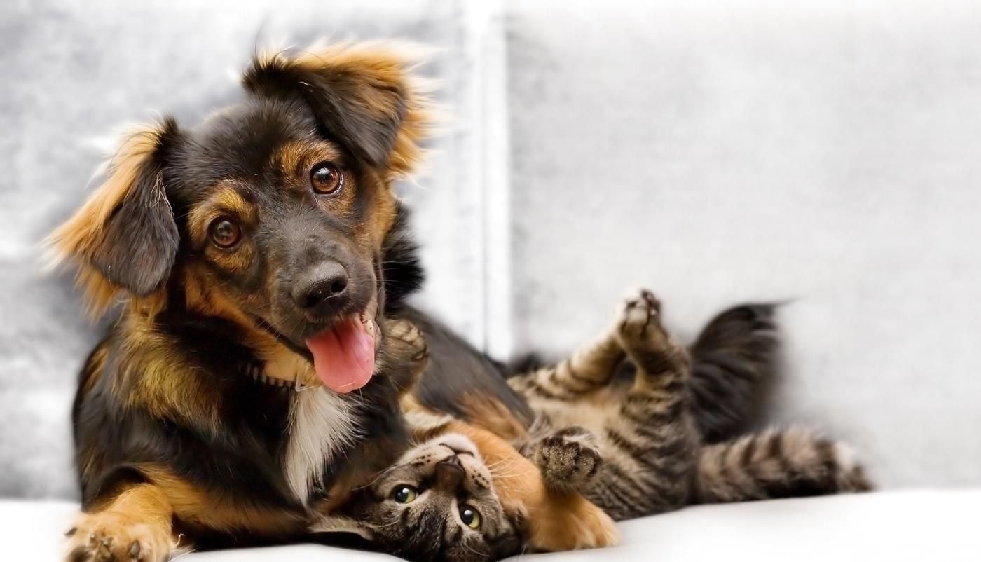 Pet Enrichment: Why It's More Than Just Fun and Games Pet Enrichment: Why It's More Than Just Fun and Games