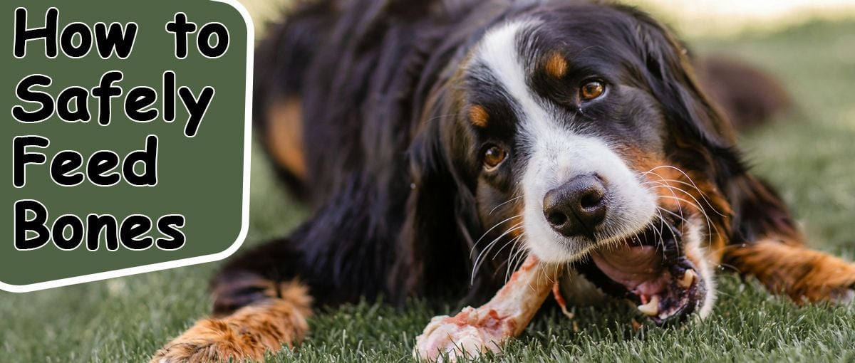 Feeding Bones to Your Pet - How to Do It Safely Feeding Bones to Your Pet - How to Do It Safely