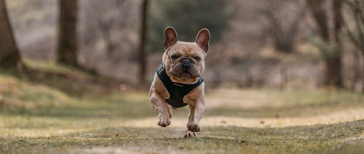 Brachycephalic Obstructive Airway Syndrome (BOAS) in Dogs