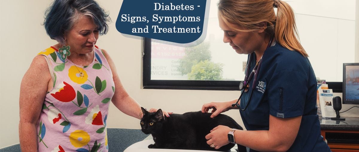 Diabetes in Dogs and cats - Signs, Symptoms and Treatment Diabetes in Dogs and cats - Signs, Symptoms and Treatment