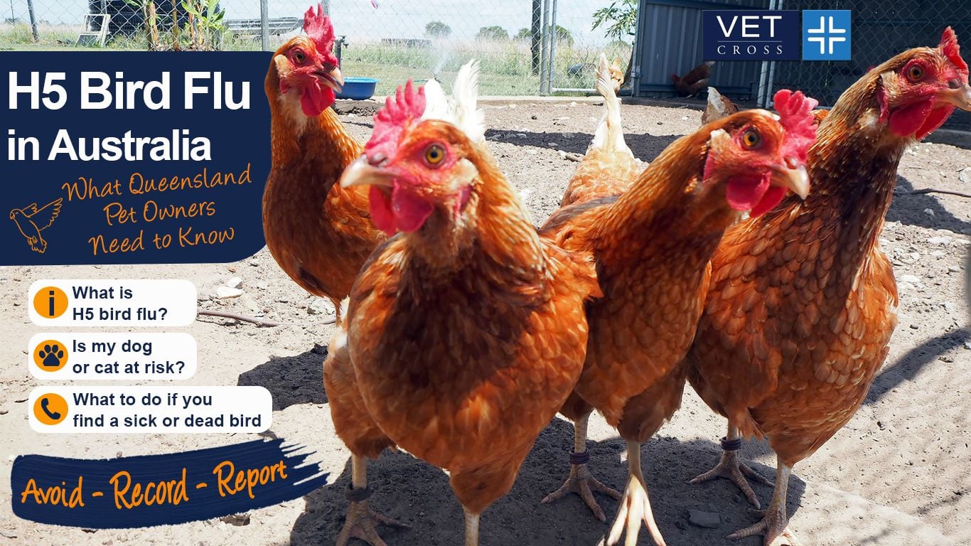 H5 Bird Flu in Australia: What Queensland Pet Owners Need to Know H5 Bird Flu in Australia: What Queensland Pet Owners Need to Know