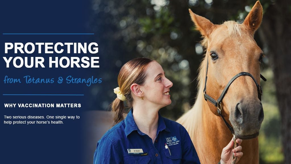 Protecting Your Horse from Tetanus and Strangles: Why Vaccination Matters Protecting Your Horse from Tetanus and Strangles: Why Vaccination Matters