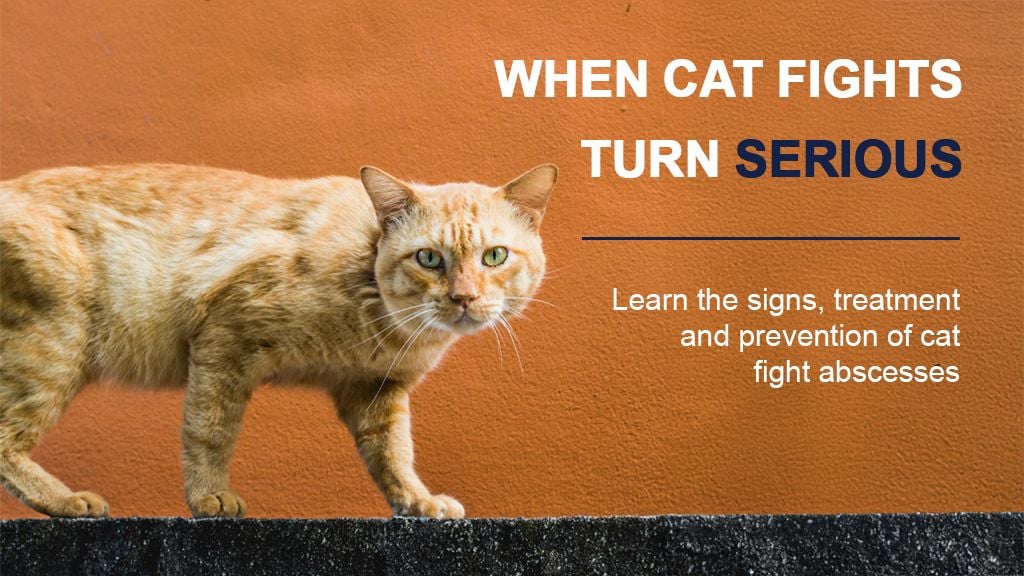 Cat Fight Abscesses: Signs, Treatment and Prevention