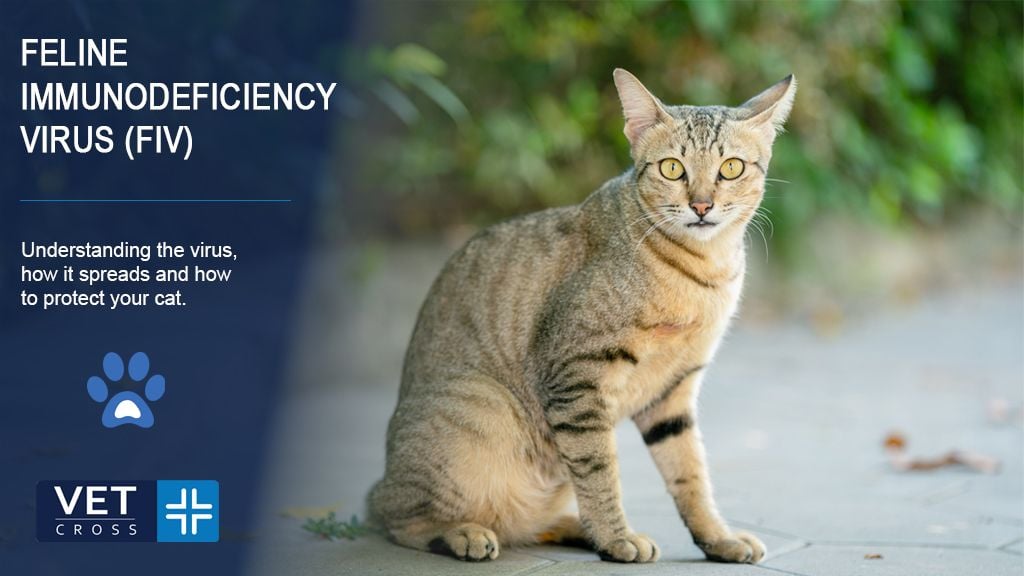 What is Feline Immunodeficiency Virus (FIV)?