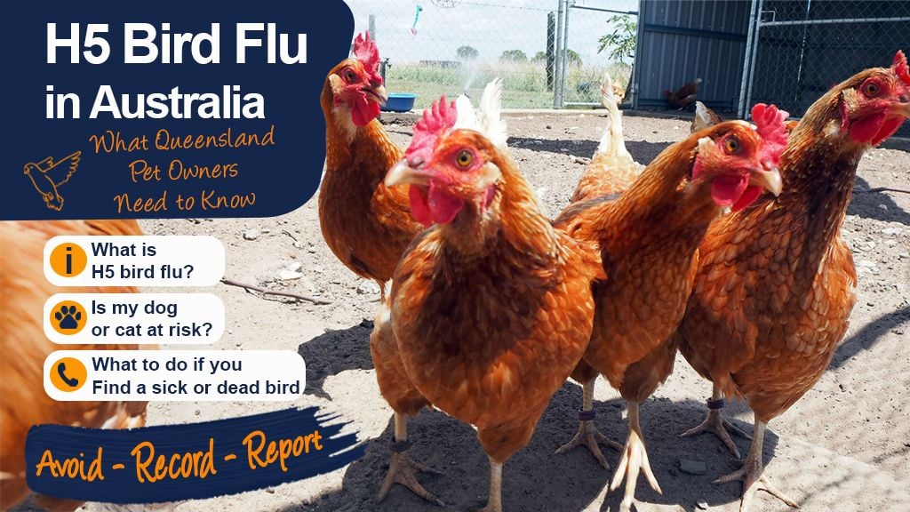 H5 Bird Flu in Australia: What Queensland Pet Owners Need to Know H5 Bird Flu in Australia: What Queensland Pet Owners Need to Know