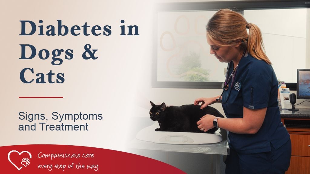 Diabetes in Dogs and cats - Signs, Symptoms and Treatment Diabetes in Dogs and cats - Signs, Symptoms and Treatment