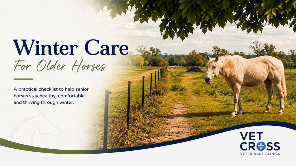 Winter Care For Older Horses: A Practical Checklist Winter Care For Older Horses: A Practical Checklist