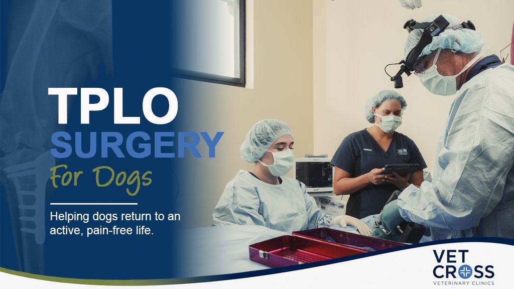 TPLO Surgery for Dogs in Bundaberg