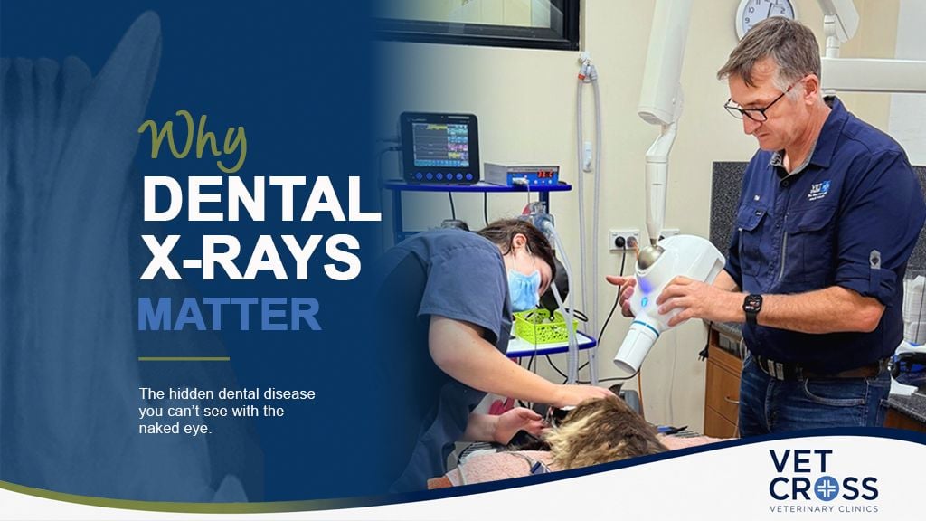 Why Dental X-Rays Matter for Your Pet's Oral Health Why Dental X-Rays Matter for Your Pet's Oral Health