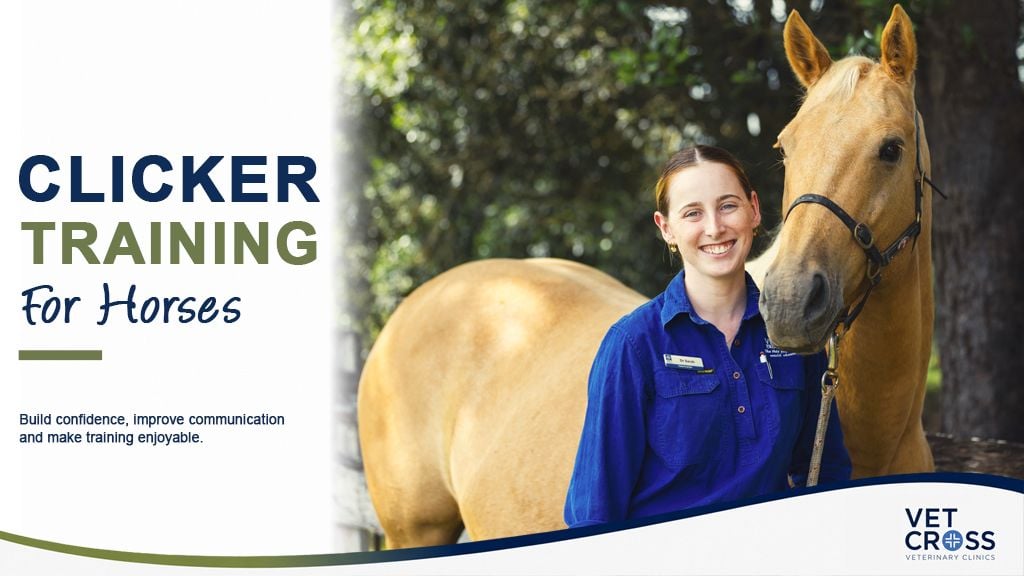 Clicker Training for Needle-Shy Horses: A Step-by-Step Guide Clicker Training for Needle-Shy Horses: A Step-by-Step Guide