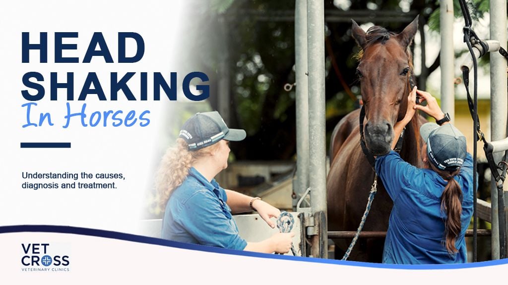 Head Shaking in horses: Causes, Signs and When to Call the Vet
