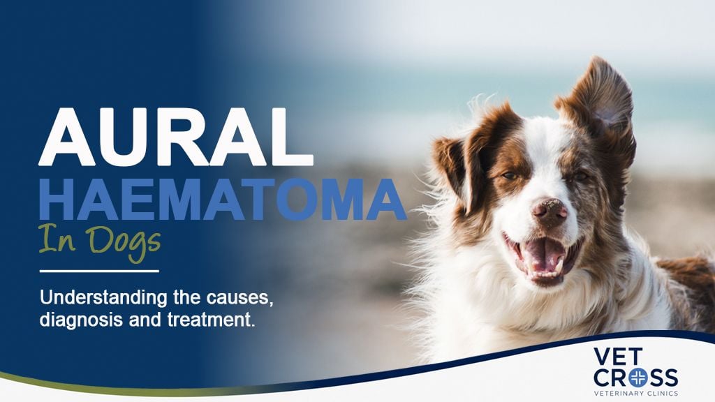 Aural Haematomas in Dogs and Cats: Causes, Signs and Treatment Aural Haematomas in Dogs and Cats: Causes, Signs and Treatment