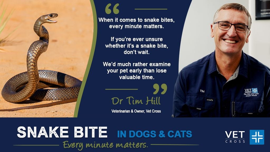 Snake Bite in Dogs & Cats: What Every Queensland Pet Owner Needs to Know Snake Bite in Dogs & Cats: What Every Queensland Pet Owner Needs to Know