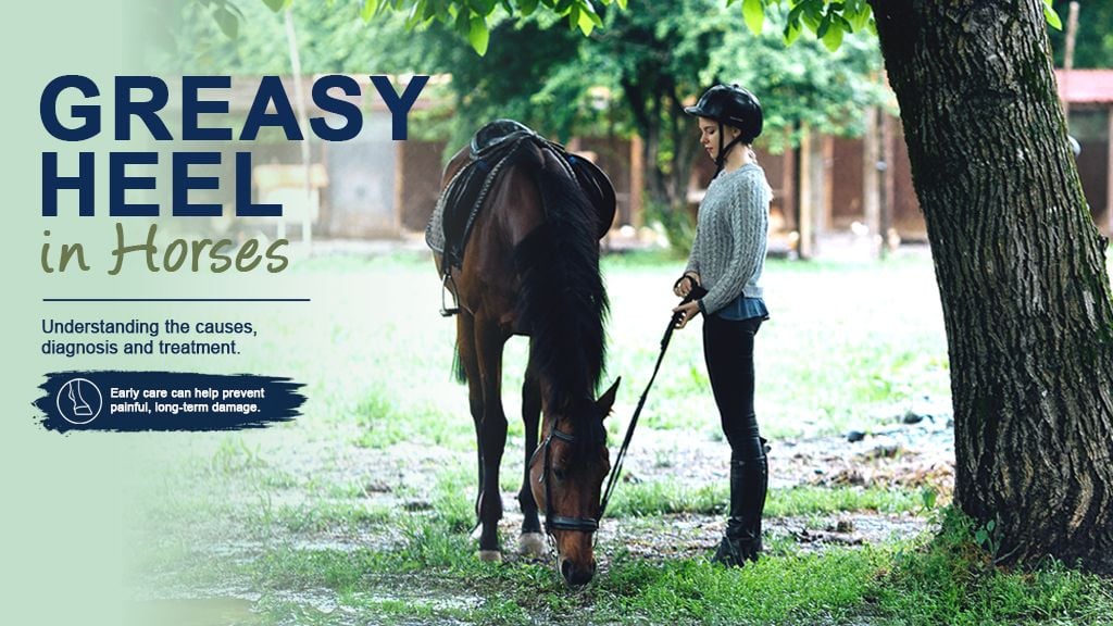 Greasy Heel in Horses (Mud Fever): Causes, Signs & Treatment