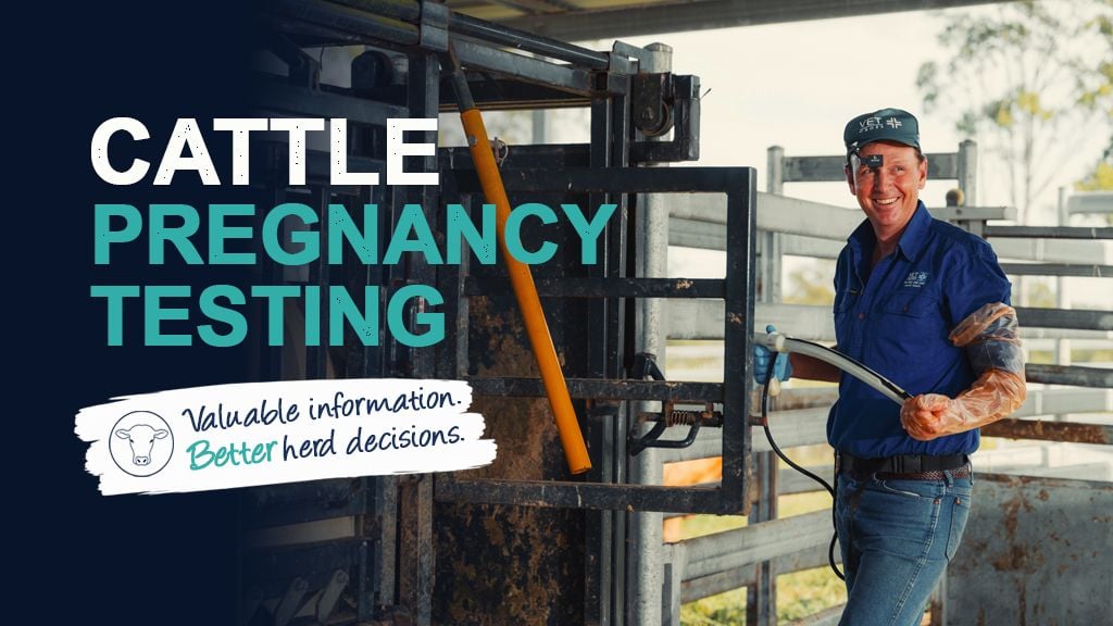 Cattle Pregnancy Testing: A Valuable Tool For Beef Herd Management Cattle Pregnancy Testing: A Valuable Tool For Beef Herd Management
