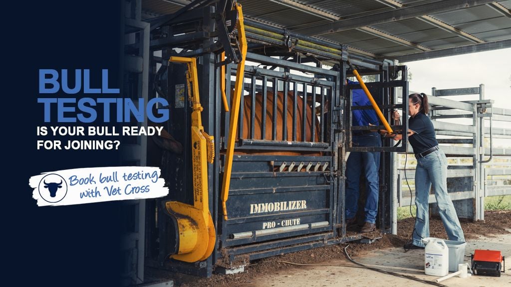Bull Testing & Breeding Soundness Examinations: Is Your Bull Ready for Joining? Bull Testing & Breeding Soundness Examinations: Is Your Bull Ready for Joining?