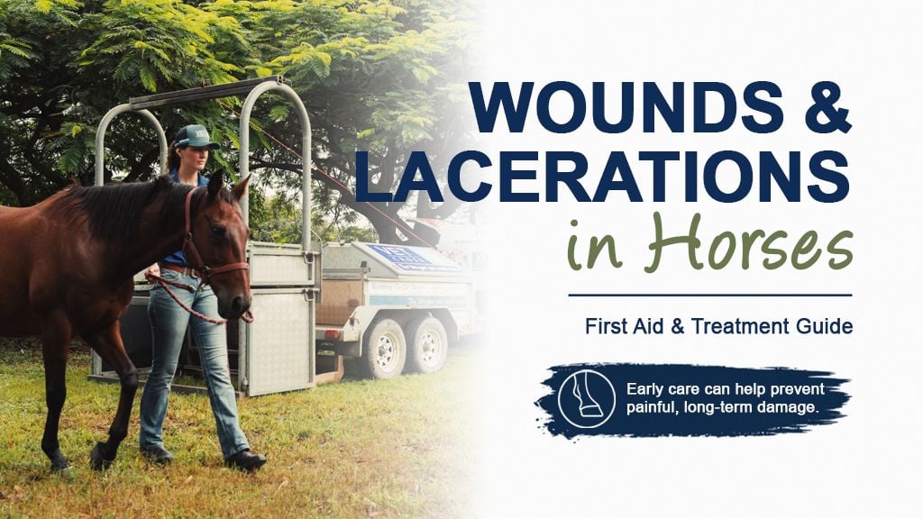 Wounds and Lacerations in Horses | First Aid & Treatment Guide