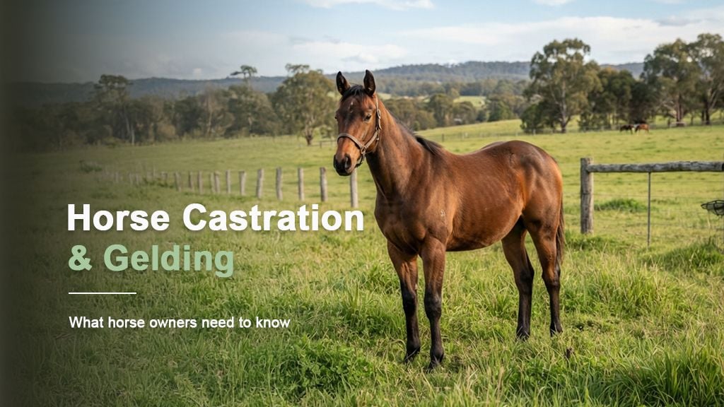 Horse Gelding: What Horse Owners Need to Know Horse Gelding: What Horse Owners Need to Know