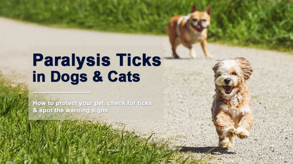 Paralysis Ticks: How to Protect Your Dog and Cat