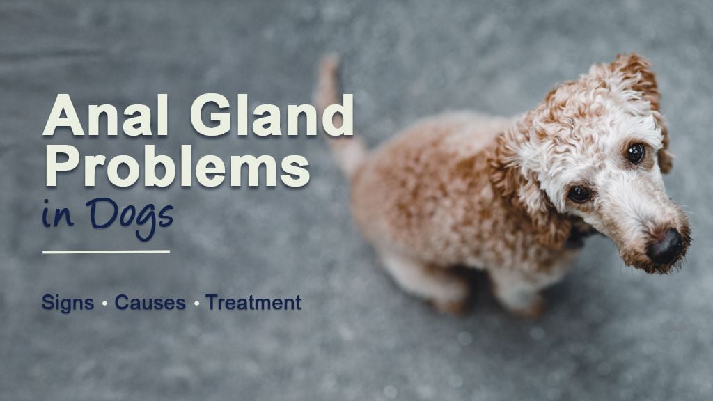 Anal Gland Problems in Dogs: Signs, Causes & Treatment Anal Gland Problems in Dogs: Signs, Causes & Treatment