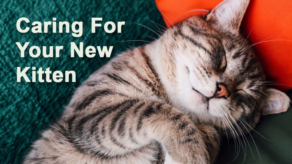 Caring for your New Kitten