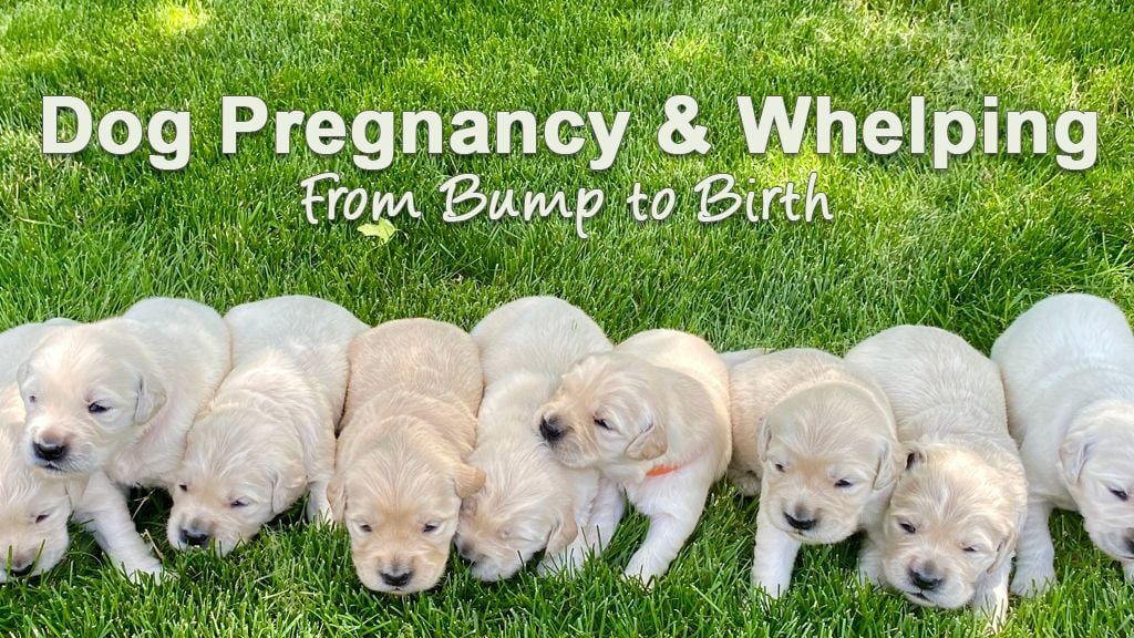 From Bump to Birth: A Vet Cross Guide to Dog Pregnancy & Whelping in Bundaberg