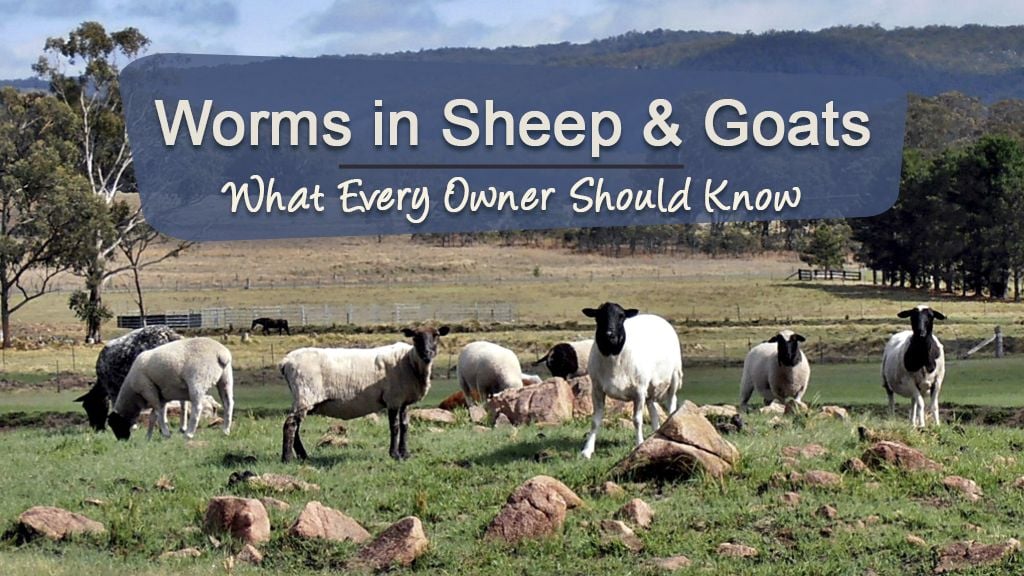 Worms in Sheep and Goats: What Every Owner Should Know Worms in Sheep and Goats: What Every Owner Should Know