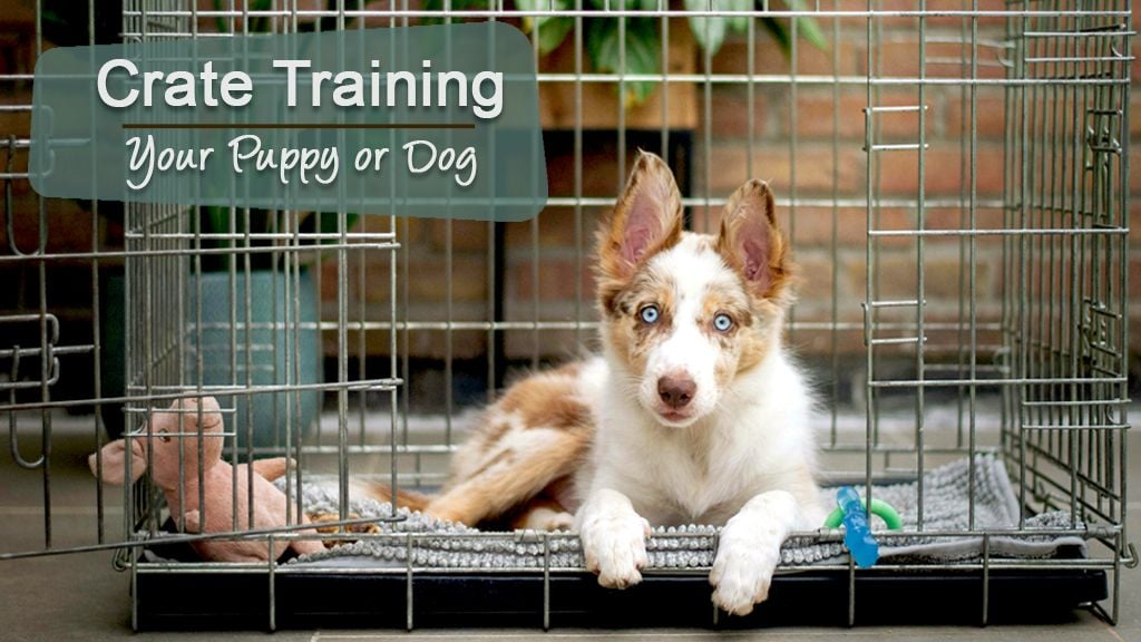 Crate Training Your Puppy or Dog: A Step-by-Step Guide Crate Training Your Puppy or Dog: A Step-by-Step Guide