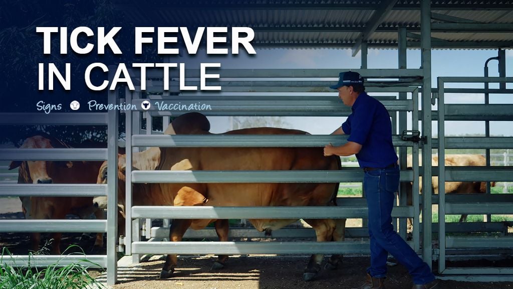 Tick Fever in Cattle Tick Fever in Cattle