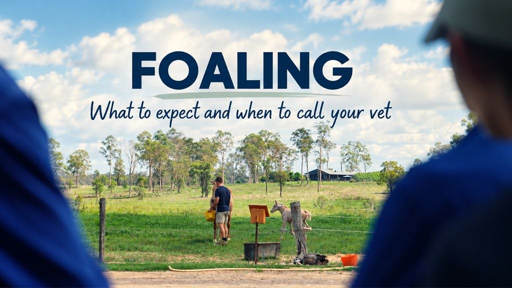 Foaling: What to Expect and When to Call the Vet Foaling: What to Expect and When to Call the Vet