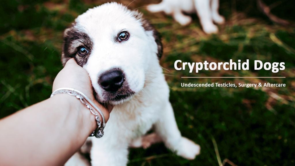 Cryptorchid Dogs: Undescended Testicles, Surgery & Atercare
