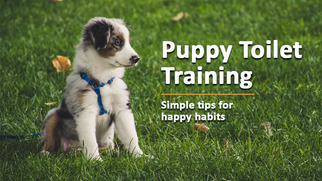 Puppy Toilet Training: A Guide For New Puppy Owners Puppy Toilet Training: A Guide For New Puppy Owners