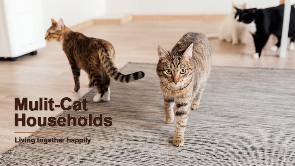 Multi-Cat Households: How to Help Your Cats live Together Happily Multi-Cat Households: How to Help Your Cats live Together Happily
