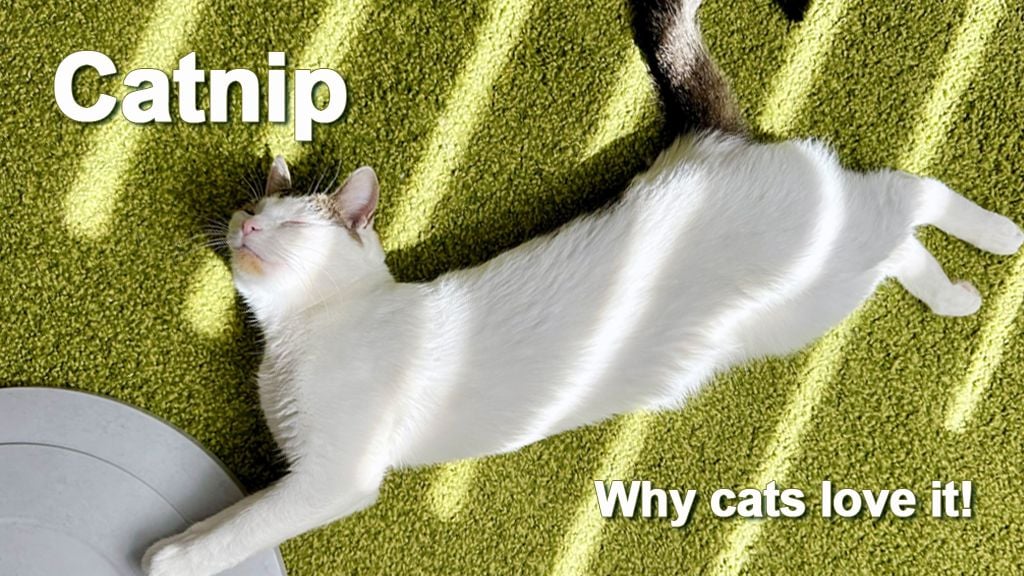 Catnip and Cats: Why Cats Love It