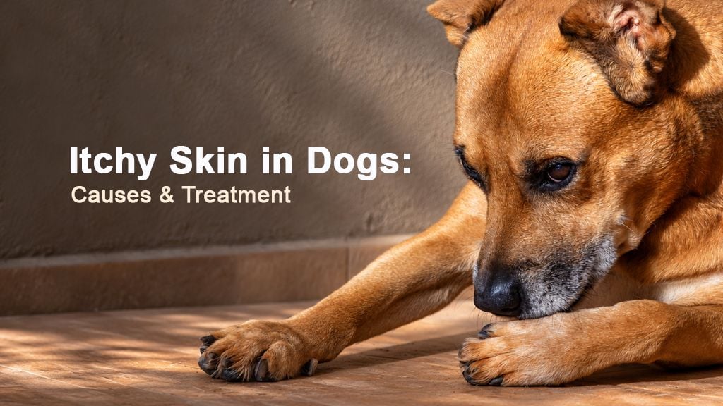 Itchy Skin in Dogs: Understanding Skin Allergies and Finding Relief Itchy Skin in Dogs: Understanding Skin Allergies and Finding Relief