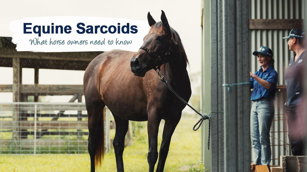 Equine Sarcoids: What Horse Owners need to Know