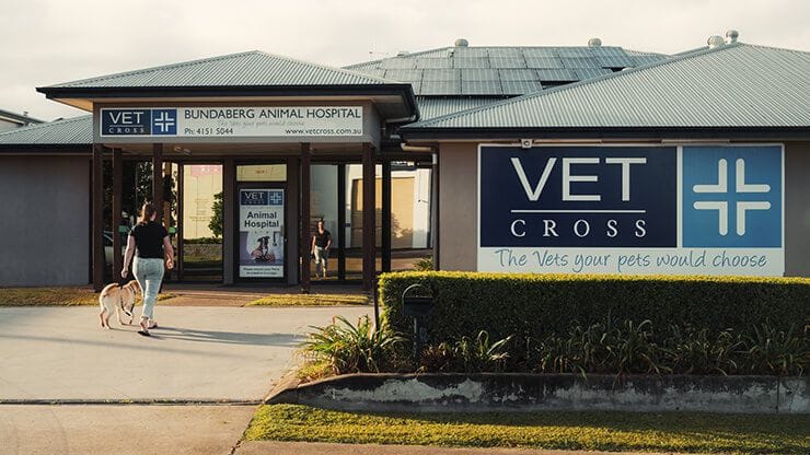 Vet Cross Bundaberg Vet Cross Bundaberg