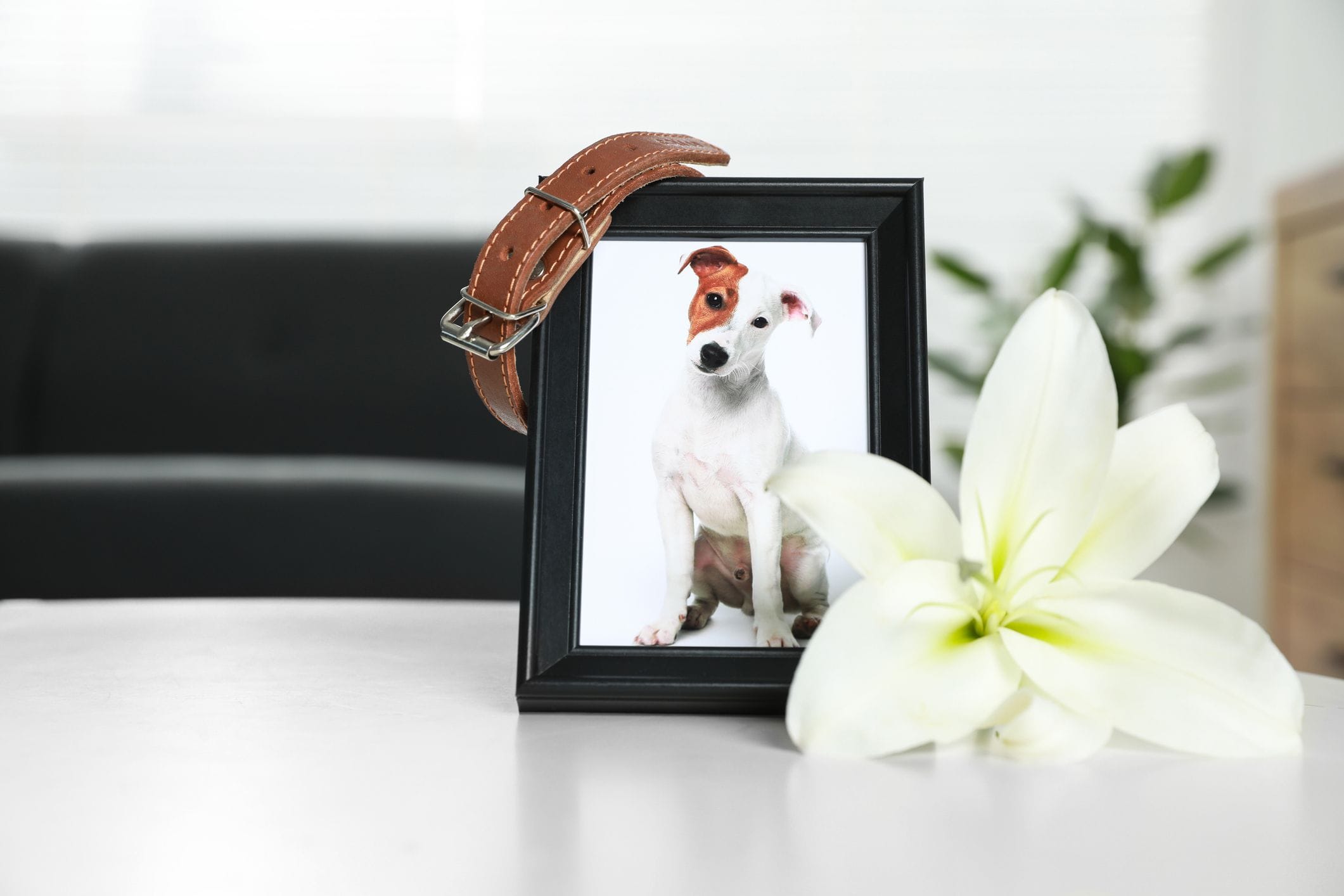 Putting your Pet to Sleep Putting your Pet to Sleep