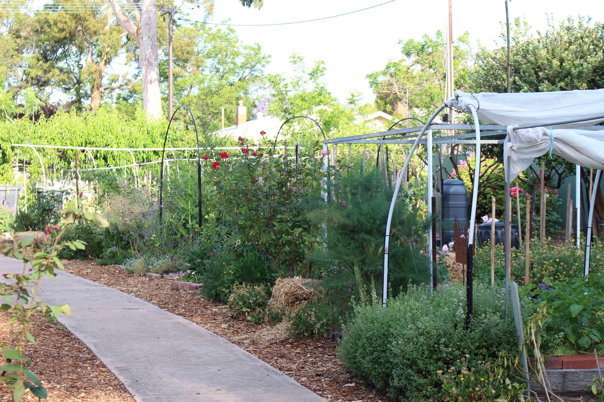 Chefs Alliance Launch @ Fern Ave Community Garden