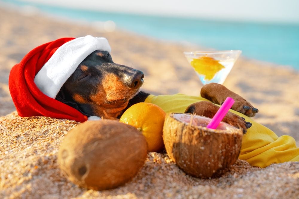 Top 5 Tips for a Cool Christmas for Your Pets