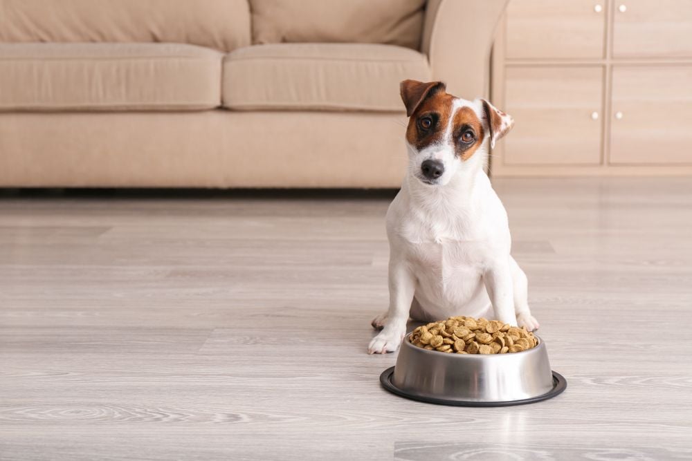 Food for Thought: What are Your Pet’s Nutritional Needs? Food for Thought: What are Your Pet’s Nutritional Needs?
