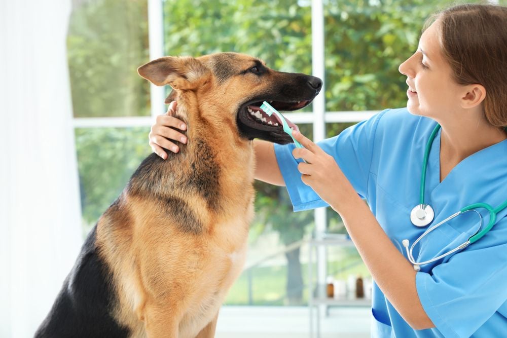 Whole-Body Health: The Importance of Dental Cleanings for Your Pet