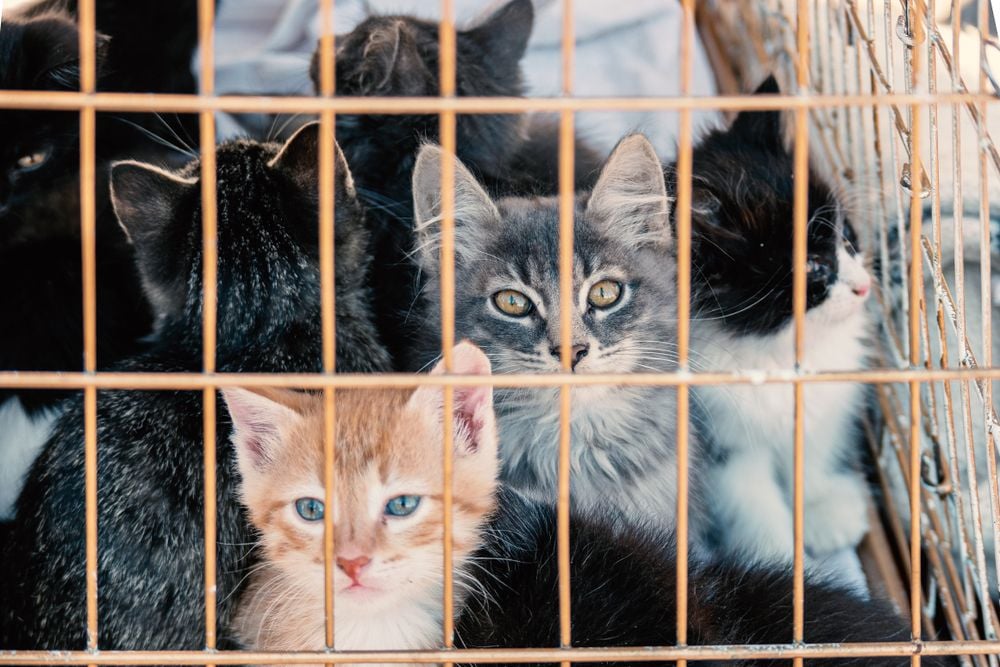 Pets Can’t Add, but They Do Multiply: The Benefits of Desexing Your Pet