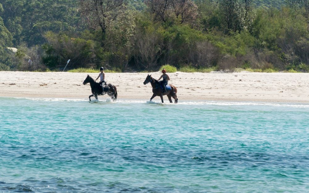 No Day at the Beach: Sand Colic in Horses No Day at the Beach: Sand Colic in Horses