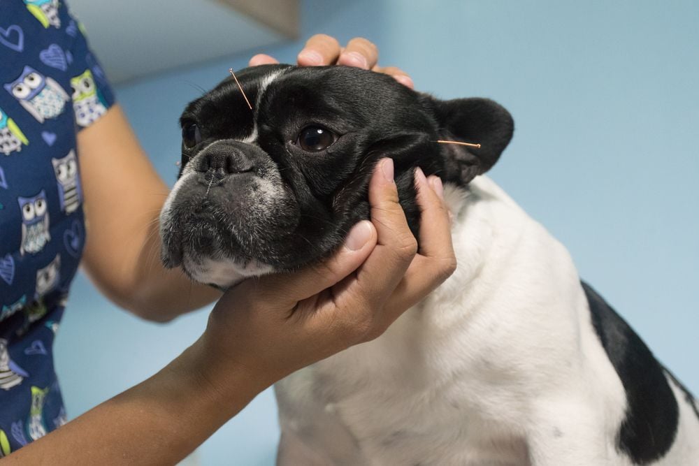 Poking and Pain Relief: The Point of Acupuncture