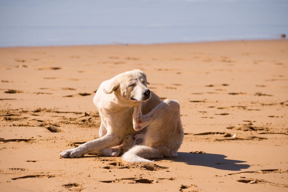 Preventing Parasite Infestations: Keeping Fleas and Ticks Off Your Pet