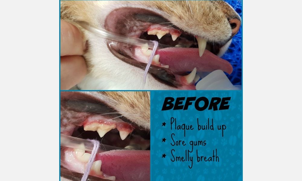 Brush up on your Dental know-how