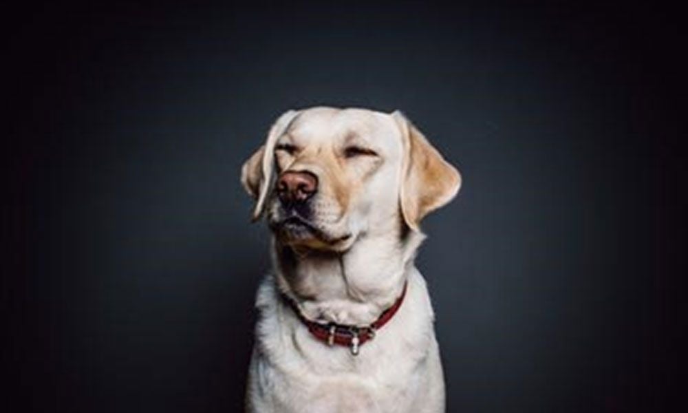 Canine Therapy: How Service Dogs Benefit People with Mental Disorders