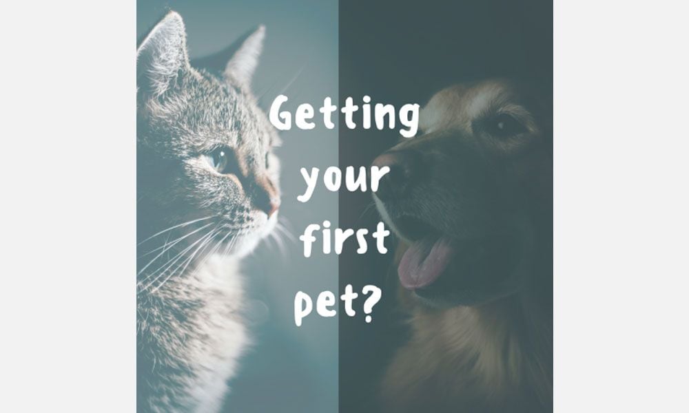 Getting your first pet? Getting your first pet?