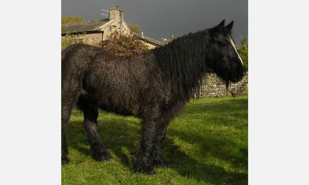 Equine Cushings Equine Cushings